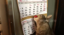 When the cat finds out about your plans fof the holidays