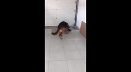 My shepherd dog likes to play skateboard