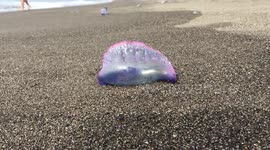 Dozens of Portuguese man o' war wash up on the coast of the Azores