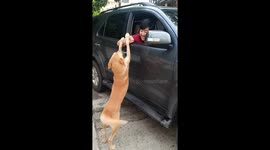 Stray Dog Won't Let Driver Go To Work