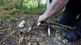 Large Windlass Survival Trap