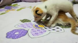 Baby Kitties Mew Mew On Bed