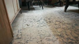 Funny Kitty With Throwing Leafs