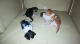 Baby Born Kitties In 1st week
