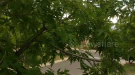 Drone attacked by a tree