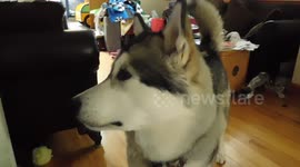 Alaskan Malamute Sojou watching herself on Youtube