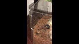 Tarantula vs Cockroach