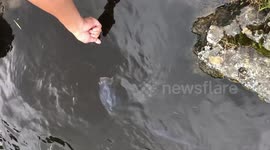 Finger eating carp