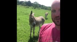 Texas farmer plays 'red light-green light' with pet donkey