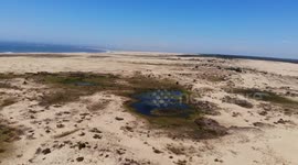 Uruguay, Cabo Polonio, Send dunes, waterhole in dunes, cows, Nature, landscapes, drone video