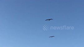 Seagulls flying in Tulum