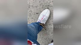 LA man accidentally kills Swallowtail butterfly after becoming friends