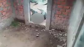 Two-year-old girl eaten alive by CROCODILES after falling into enclosure on family's farm