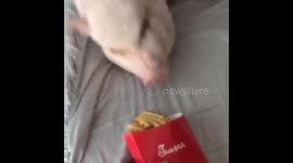 Pig can’t resist Chick-fil-A waffle fries