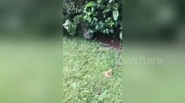 Sneaky UK cat ambushes frog, but only for a friendly boop