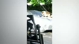 Furious driver calls police after catching neighbour's husky climbing on her car