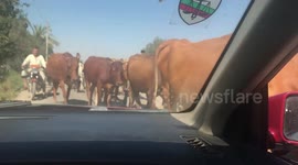 Two kids leading a flock of cows and buffaloes