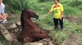 What a mare! Horse rescued after getting stuck in concrete drain for three hours