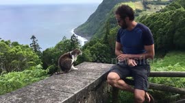 Cats in Azores Island.