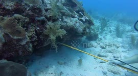 Divers in Belize remove 60 lbs of invasive lionfish from the Caribbean Sea