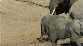 Tiny baby elephant enjoys a good butt scratch