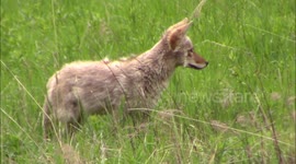 Coyote catches and eats rodent in Yellowstone National Park