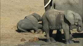 Tiny baby elephant enjoys a good butt scratch