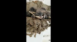 Little swallow chicks filmed in nest above doorframe in Georgia