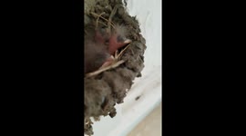 Swallow chicks caught napping on camera in Georgia