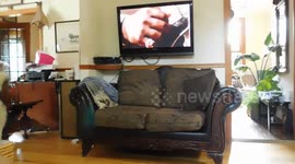 Alaskan malamute Sojou Howling the Give me treat blues