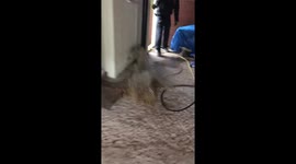 Sewage engineer pops the cap as raw sewage pours from waste pipe