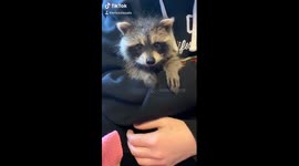 Saved a raccoon
