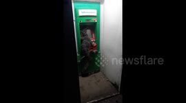 Forget your PIN? Giant monitor lizard spotted at ATM machine in Thailand