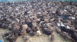 A farmer giving water to his flock of ducks.