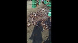 Locals scramble to collect beer that fell from the back of lorry
