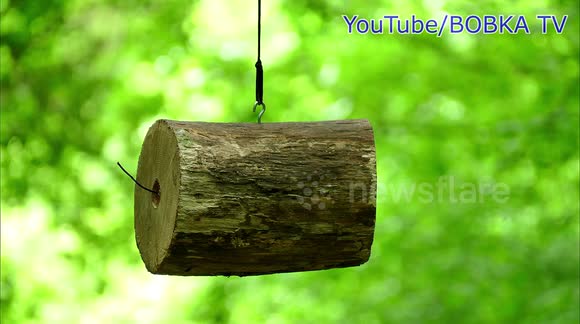 EXPERIMENT: XXXL FIRECRACKER VS WOOD