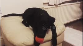 A lazy game of catch with a Labrador puppy