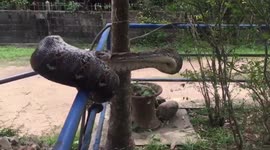 Huge python caught after swallowing puppy in southern Thailand
