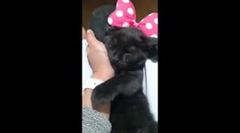 Cute black cat nods off with a bow on her head