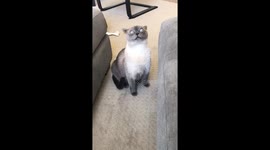 US cat appears to go cross-eyed after smelling newborn child