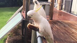 Australian birds enjoy eating their toast for breakfast