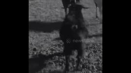 GOAT runs off with new go-pro camera