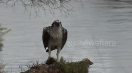 Osprey stops a thieving Raven from stealing its fish
