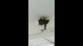 Greedy swallow chicks want mum to feed them