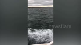 Incredible video footage shows pod of dolphins leap out of the water whilst chasing speedboat