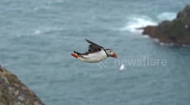 Stunning shots of puffins landing on remote UK clifftop colony