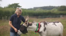 Donkey blinded in freak accident nursed back to health - with special SUNGLASSES
