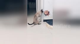 Curious cat attempts to fight 3D picture of another feline