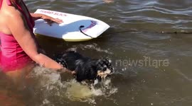 Dog rides board on river
