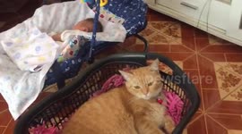 Jealous cat loves to be rocked in 'cradle' like a baby